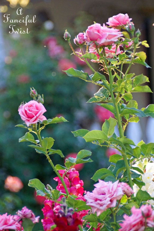 Colorful 15 Colorful 15