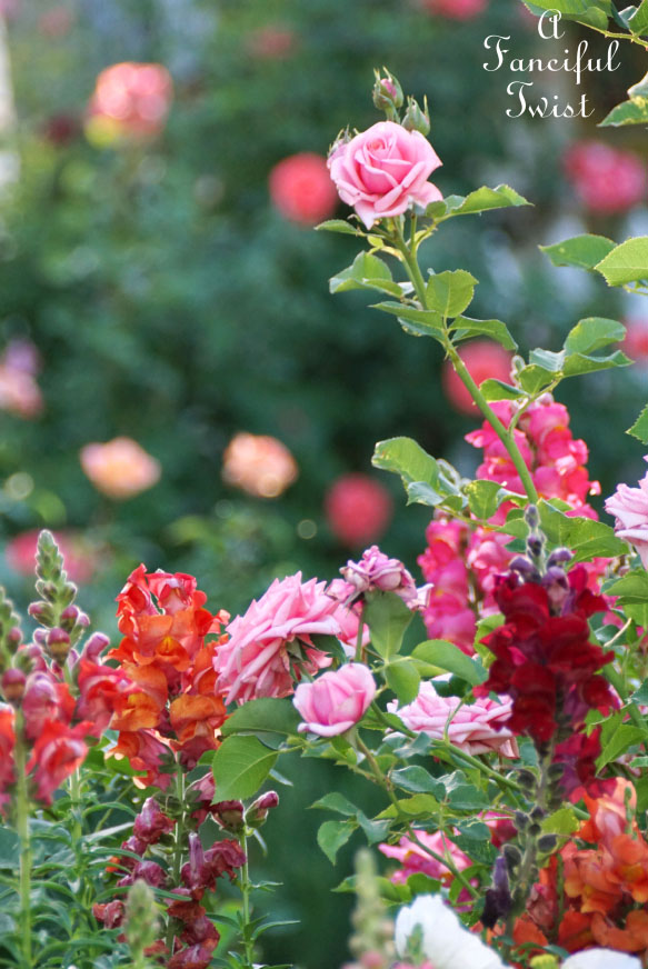 Colorful 18 Colorful 18