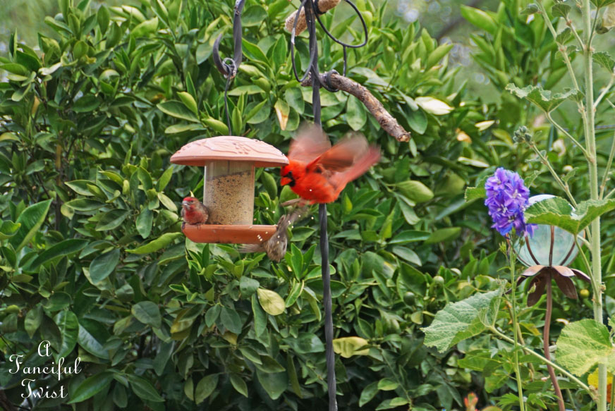 Colorful 33 Colorful 33