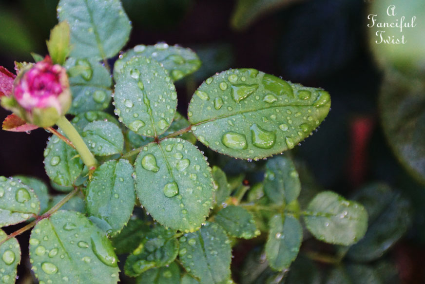 Moon and monsoon 13 Moon and monsoon 13