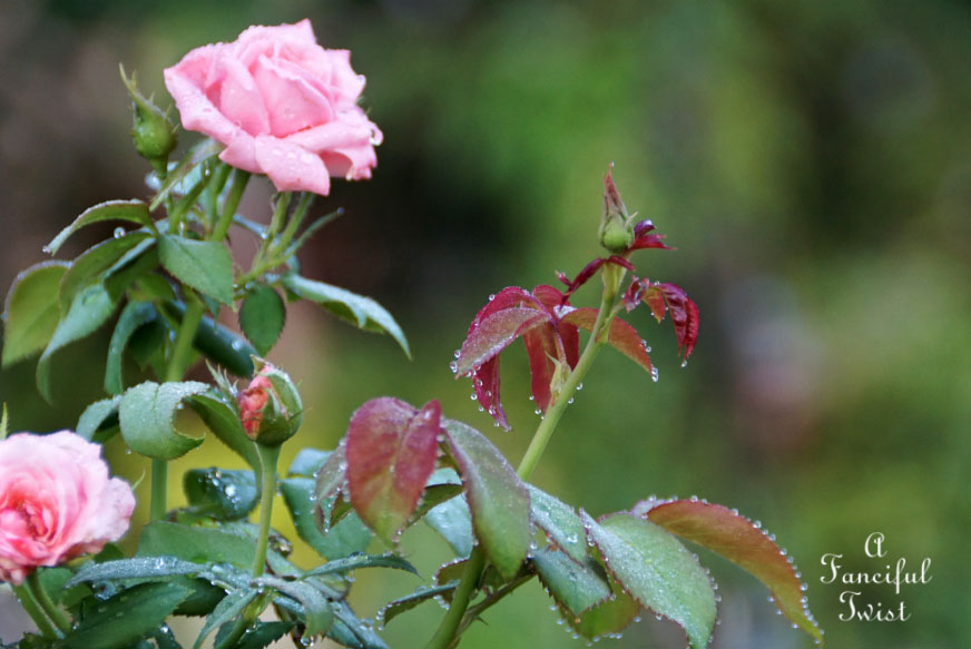 Moon and monsoon 12 Moon and monsoon 12