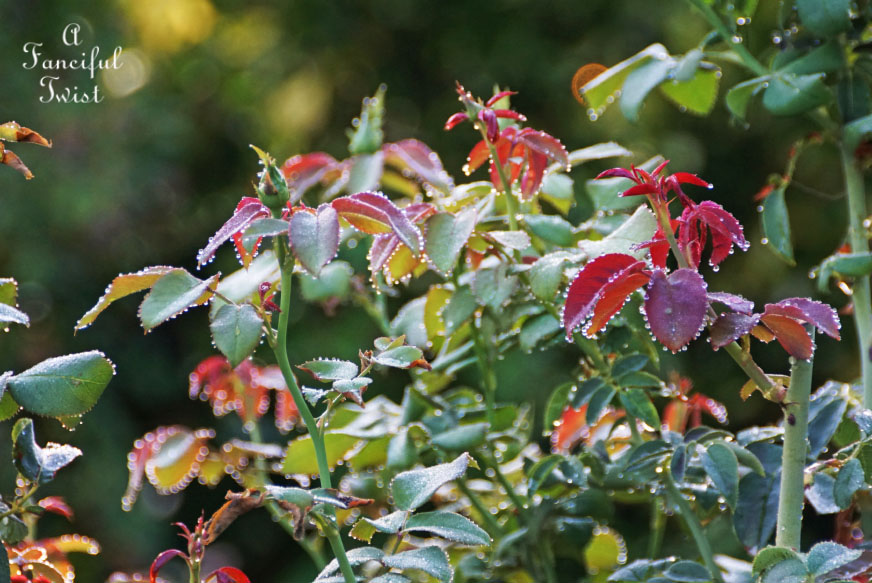 Moon and monsoon 15 Moon and monsoon 15