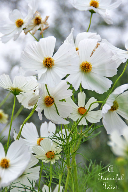 Autumn days 10 Autumn days 10