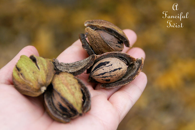 Fall garden 18 Fall garden 18