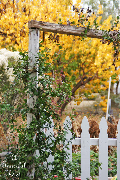 Fall garden 16 Fall garden 16