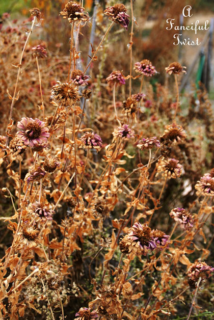 Fall garden 9 Fall garden 9