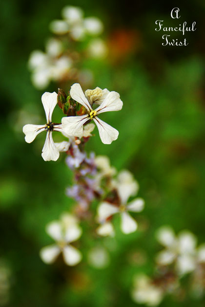 Winter garden 8 Winter garden 8