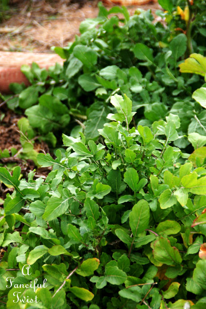 Winter garden 7 Winter garden 7