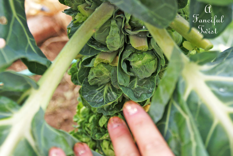 Winter garden 11 Winter garden 11