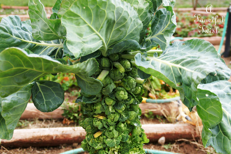 Winter garden 10 Winter garden 10