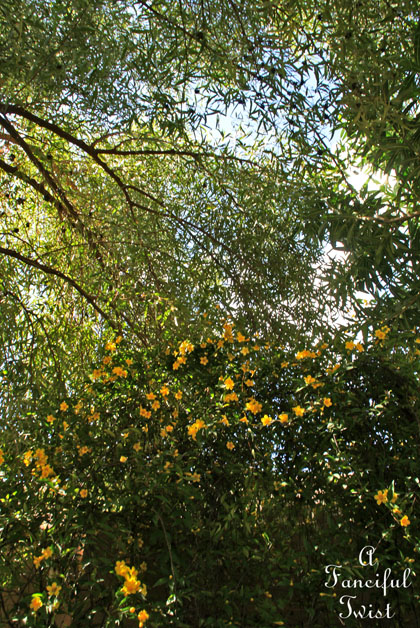 Blossoms 16 Blossoms 16