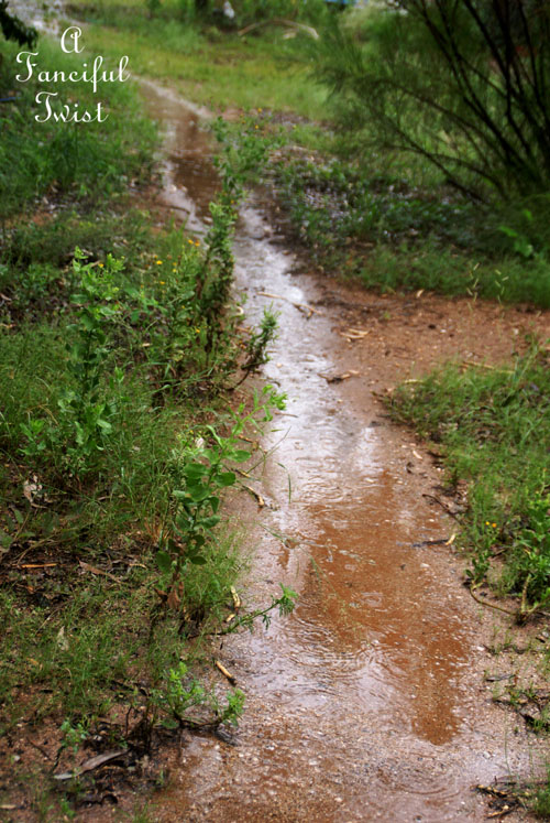 Rain flower 3 Rain flower 3