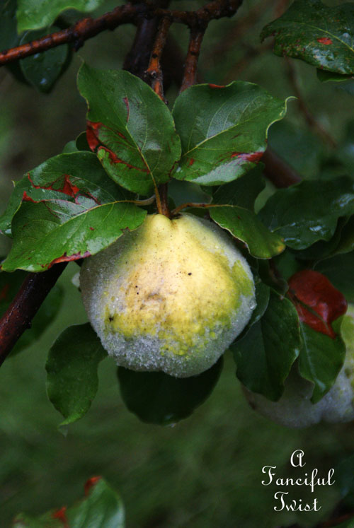 Rain flower 14 Rain flower 14