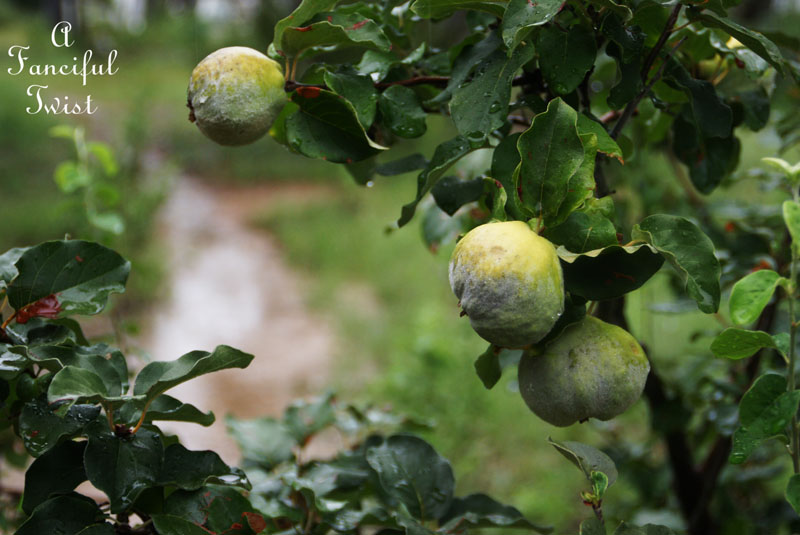 Rain flower 13 Rain flower 13