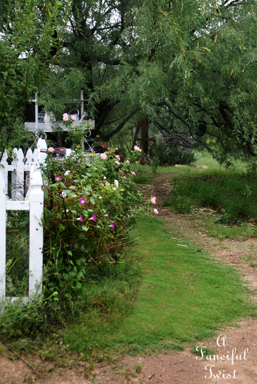 Rain flower 2 Rain flower 2