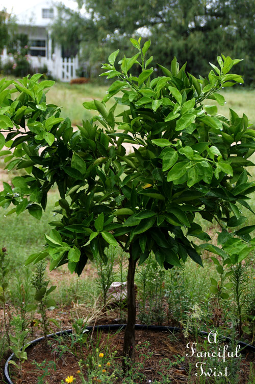 Rain flower 6 Rain flower 6