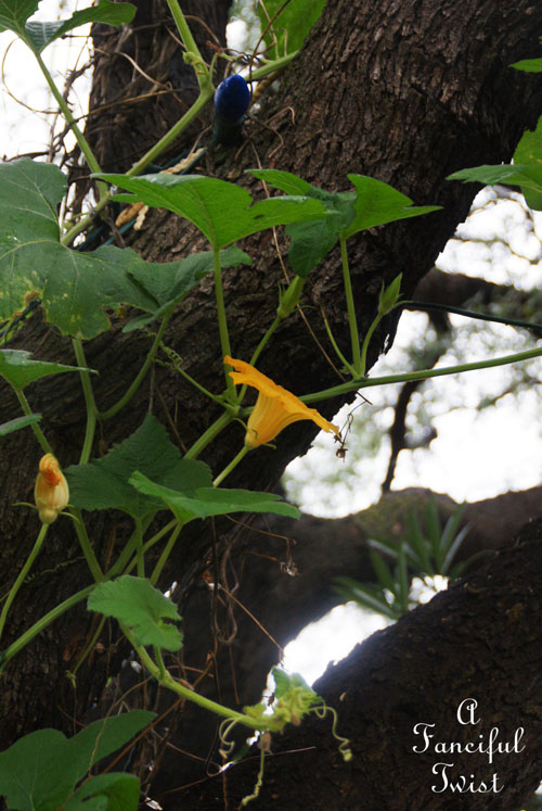 Rain flower 15 Rain flower 15