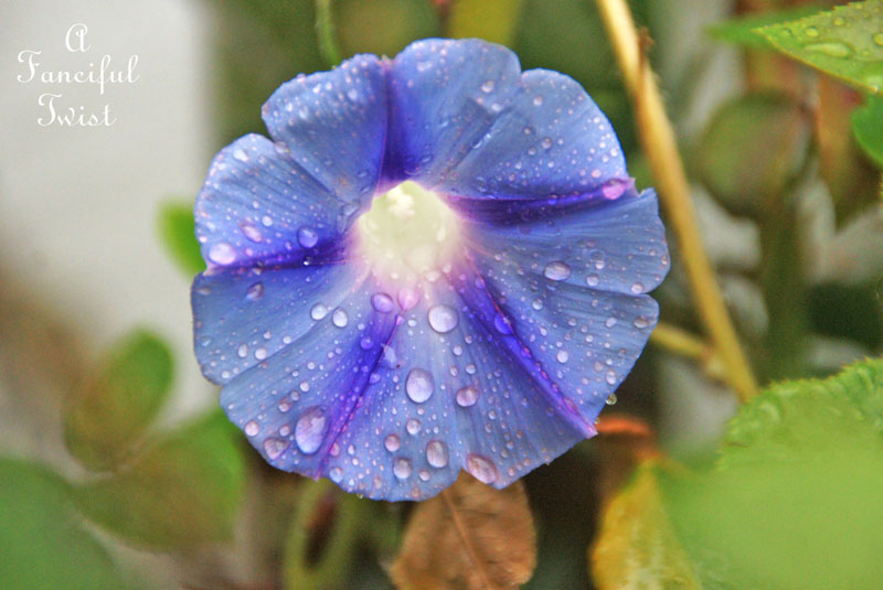 Rain flower 17 Rain flower 17