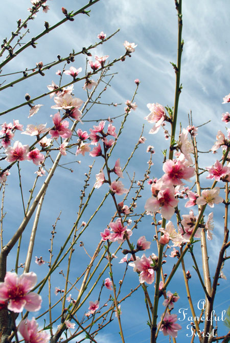 Blooming 5 Blooming 5