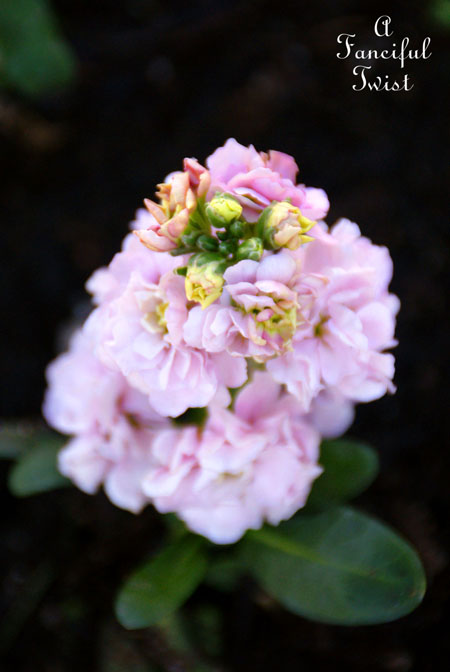 Blooming 16 Blooming 16