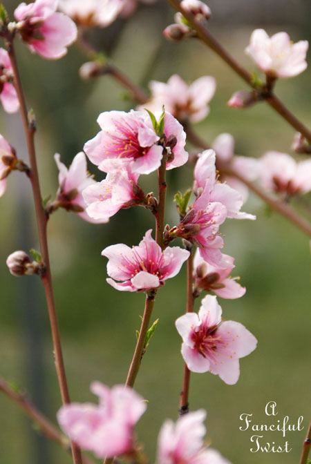 Blooming 2 Blooming 2