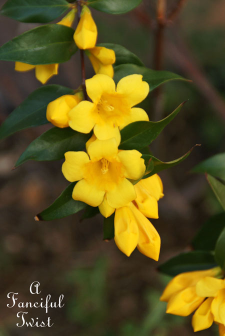 Blooming 13 Blooming 13