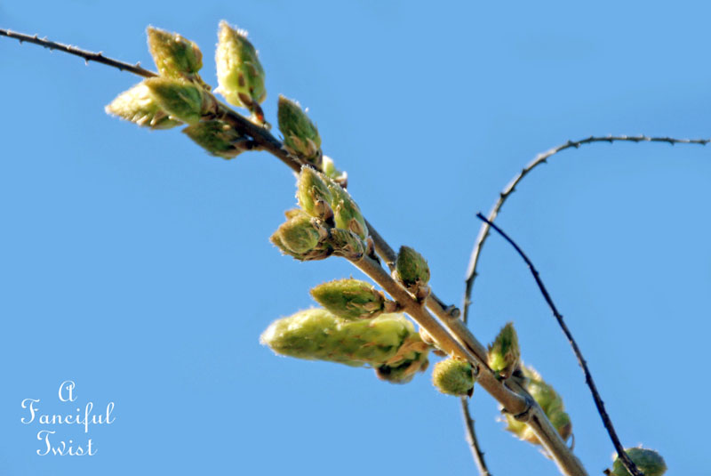 Blooming 14 Blooming 14