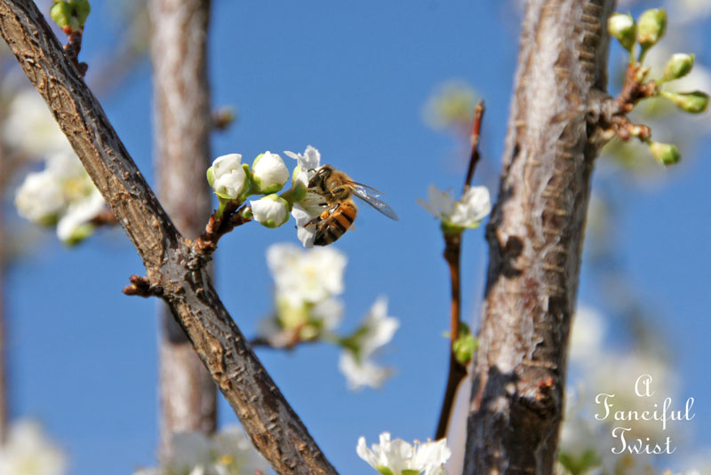 Blooming 21 Blooming 21