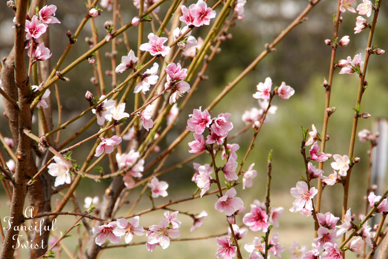 Blooming 1 Blooming 1