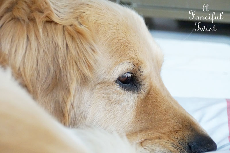 Orange season 9 Orange season 9