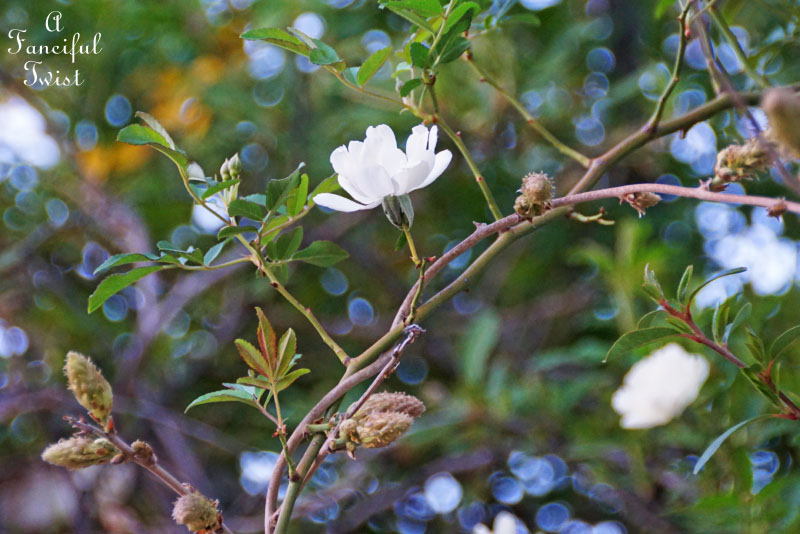 Spring magic 6 Spring magic 6