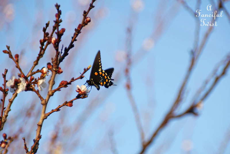 Spring magic 21 Spring magic 21