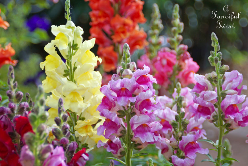 Colorful 24 Colorful 24