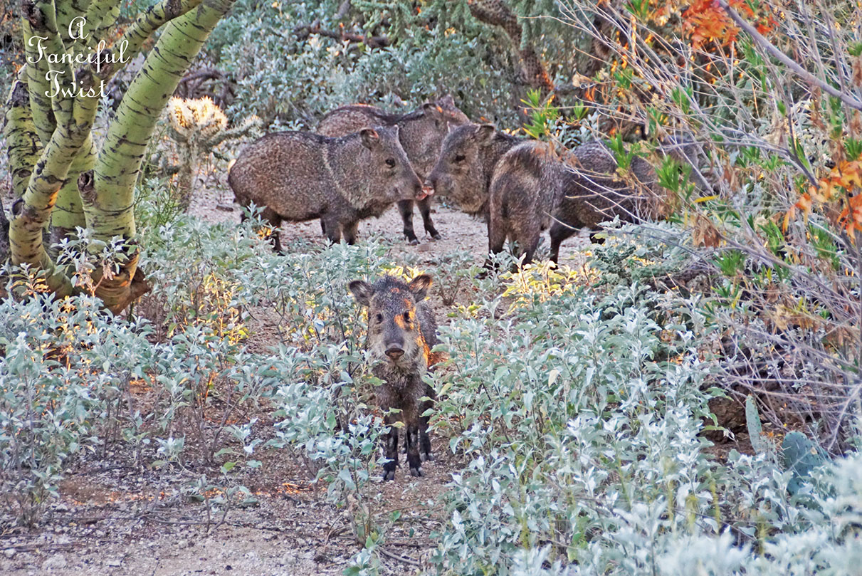 Javelinas Javelinas