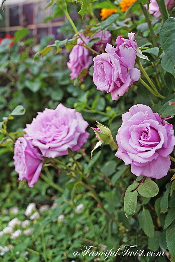 Styling the seasons 3 Styling the seasons 3