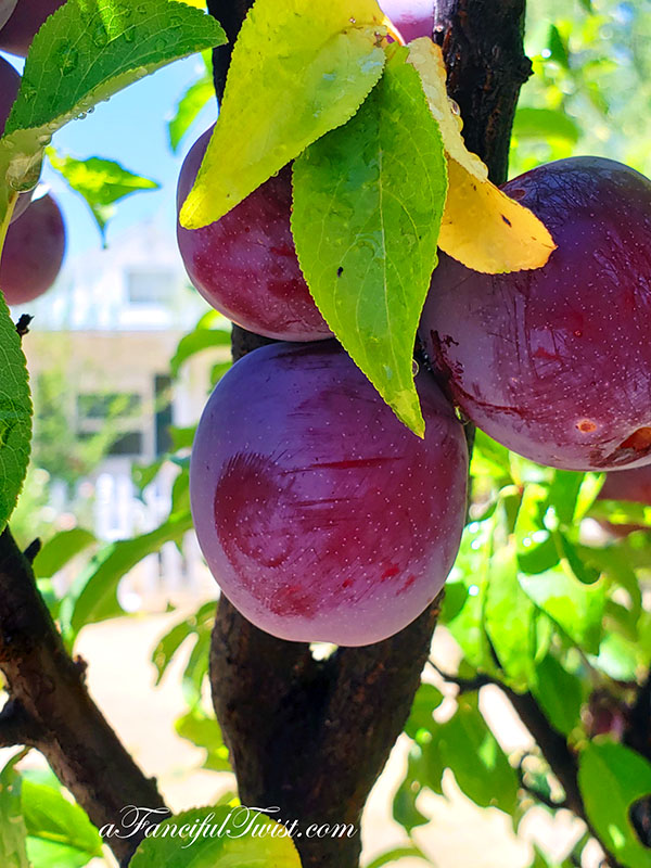 Plum season 1 Plum season 1