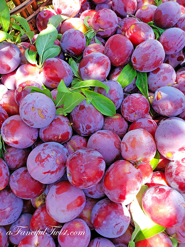 Plum season 8 Plum season 8