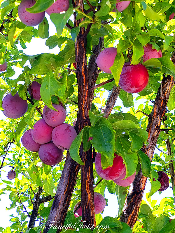 Plum season 2 Plum season 2