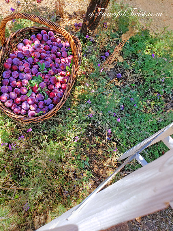 Plum season 5 Plum season 5