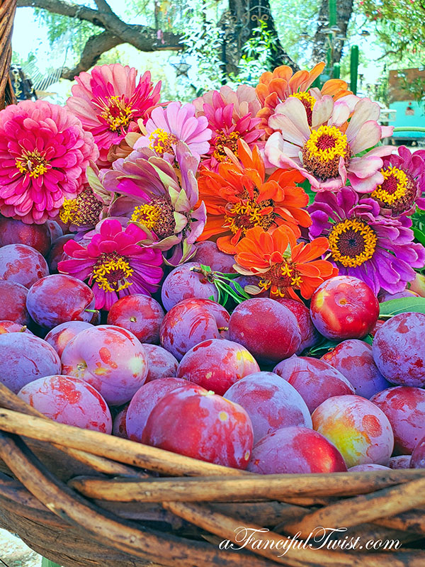 Plum season 10 Plum season 10