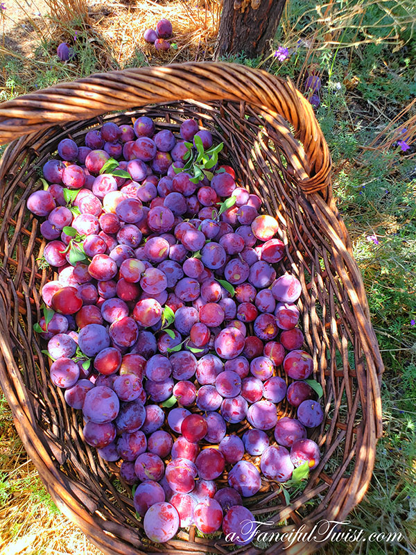 Plum season 4 Plum season 4