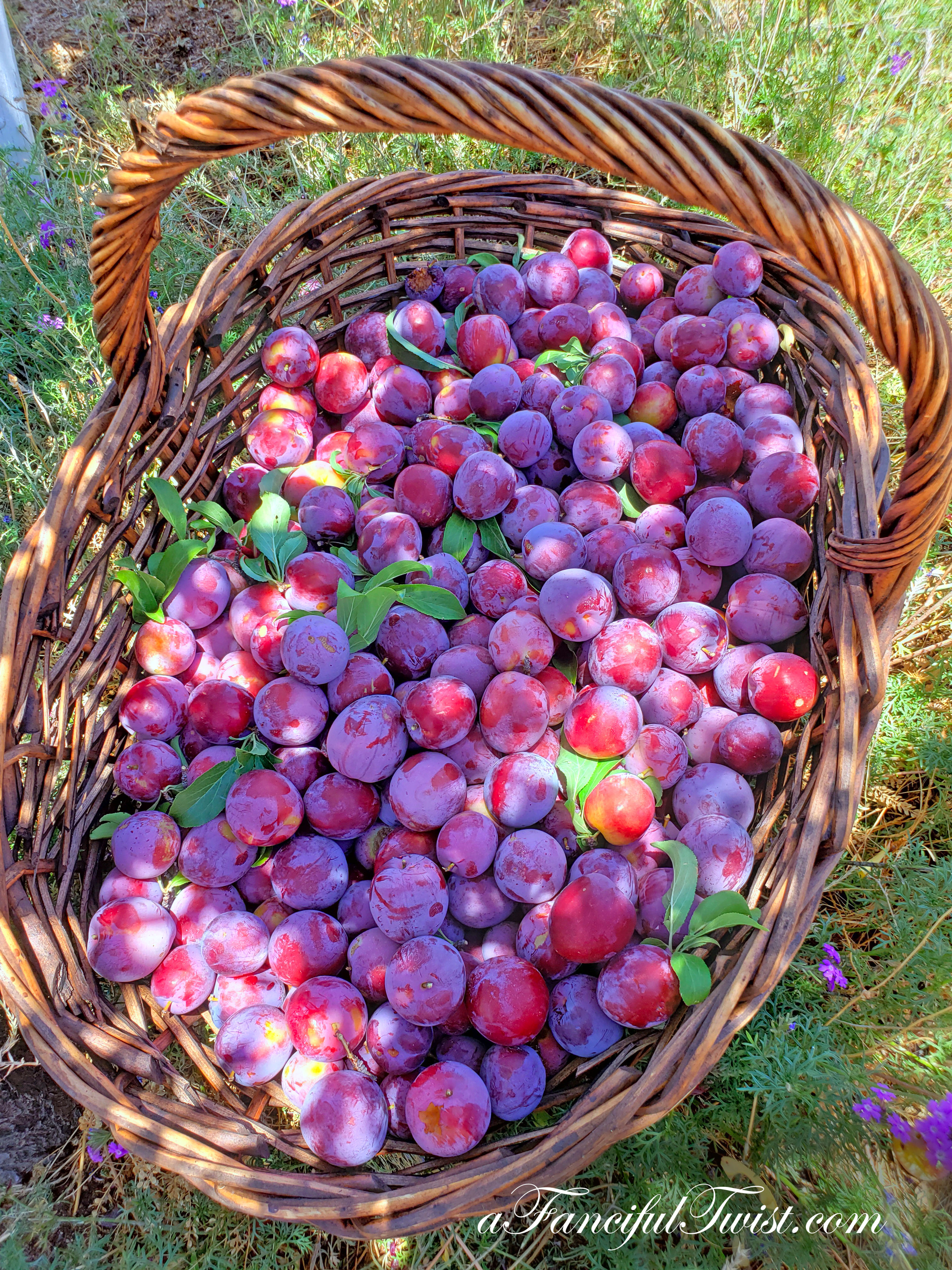 Plum season 9 Plum season 9