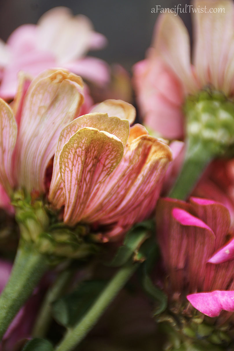 Hope garden 2 Hope garden 2