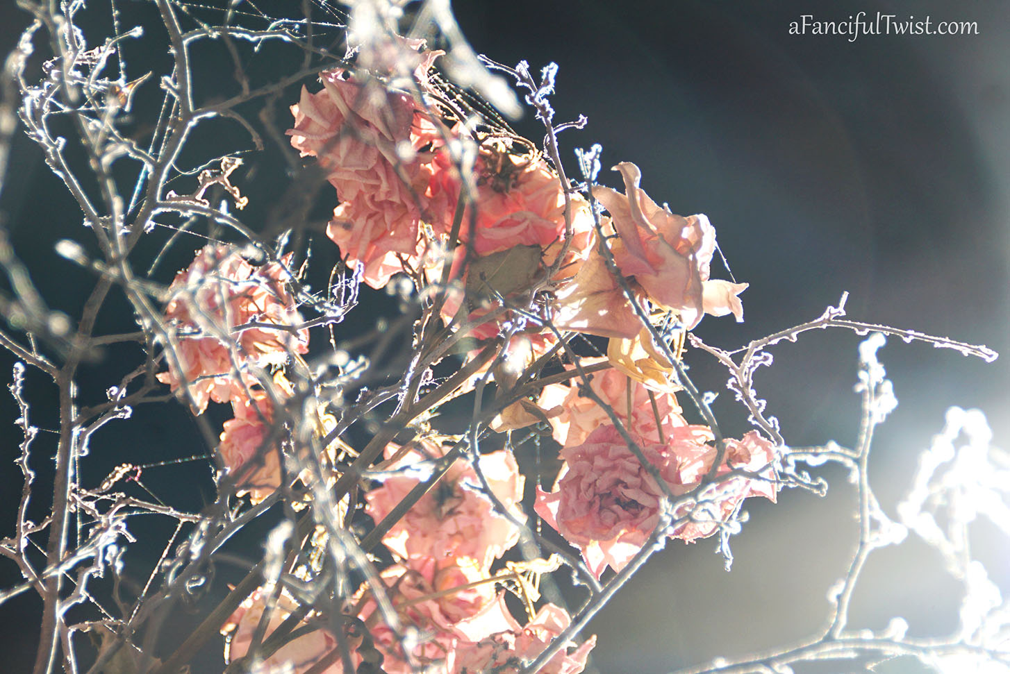 Spider web 2 Spider web 2