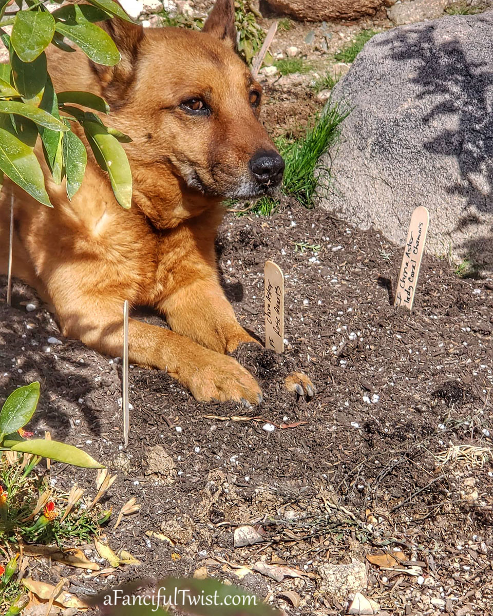 Cozy days 11 Cozy days 11