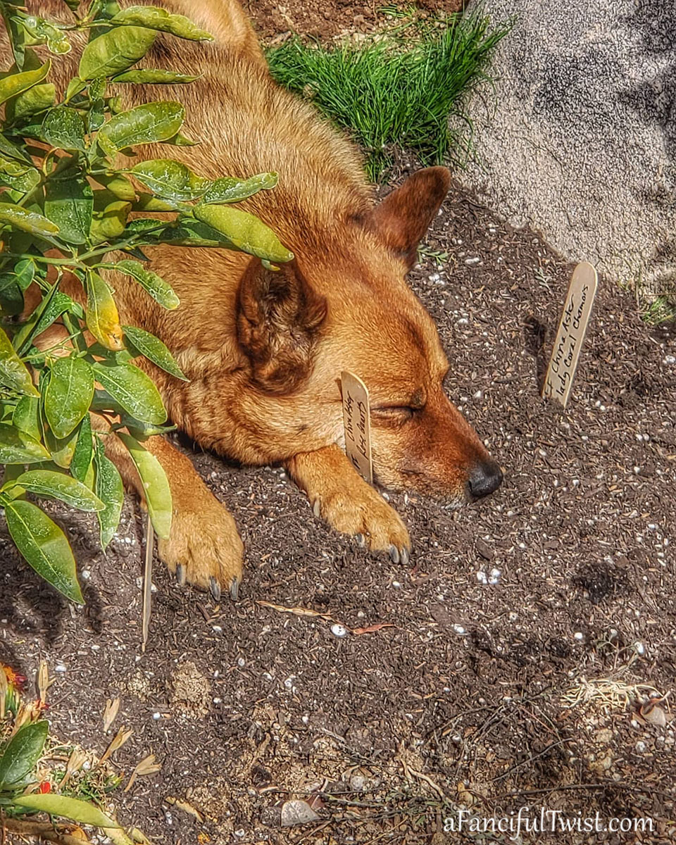 Cozy days 13 Cozy days 13