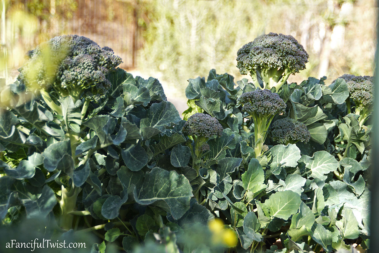 Winter garden 17 Winter garden 17