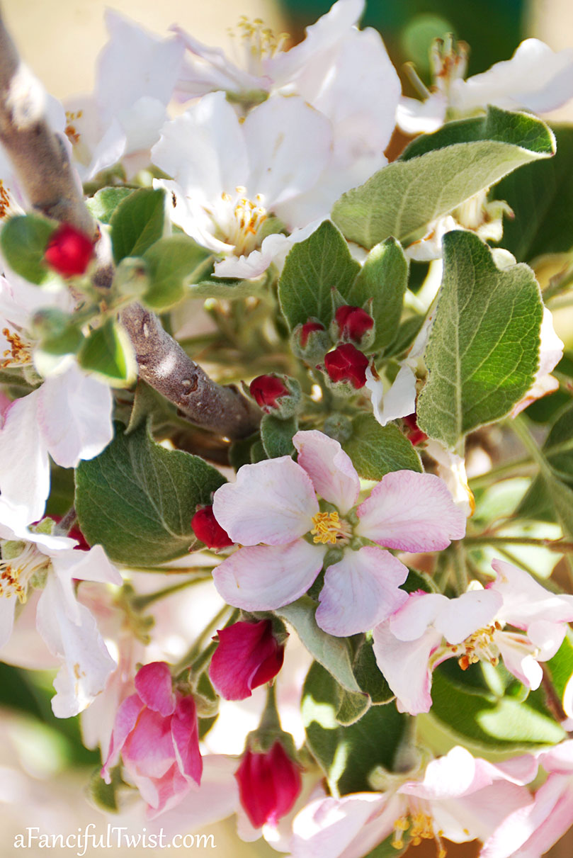 Apple spring 20 Apple spring 20