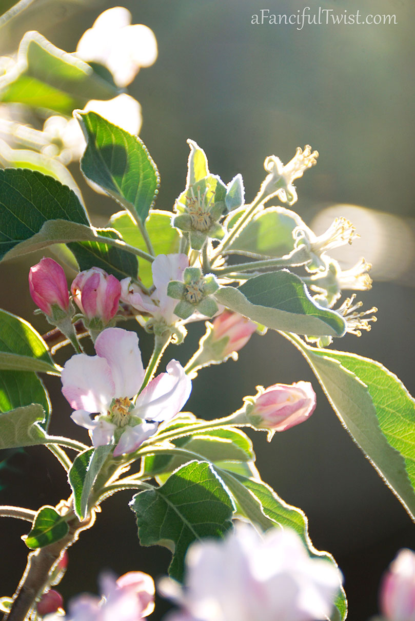 Apple spring 1 Apple spring 1