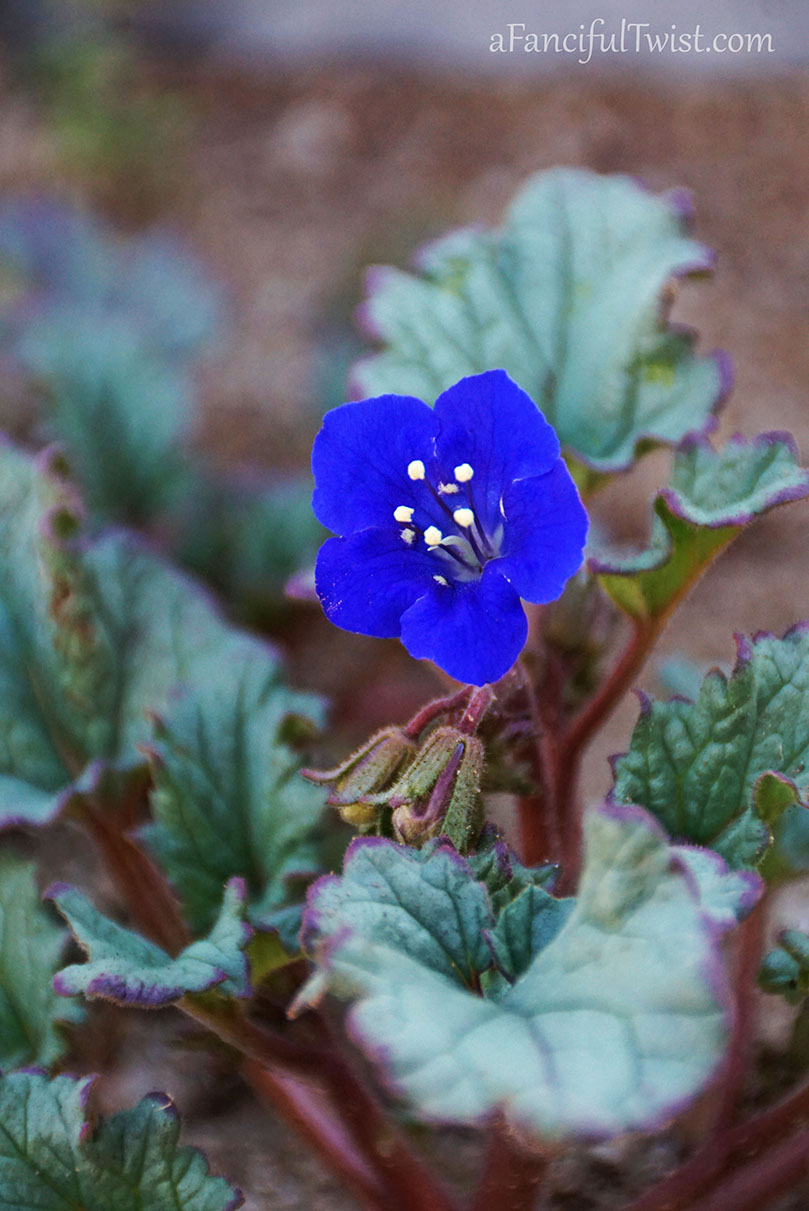 Apple spring 2 Apple spring 2